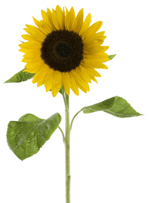 Creative Kids Fort Mill growing sunflower